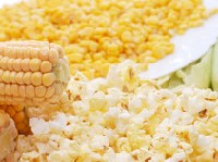 To właśnie z bielma ziaren kukurydzy powstaje popcorn. Źródło: Focus