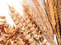 Przykład różnych ziaren zbóż. Źródło: Lubella.